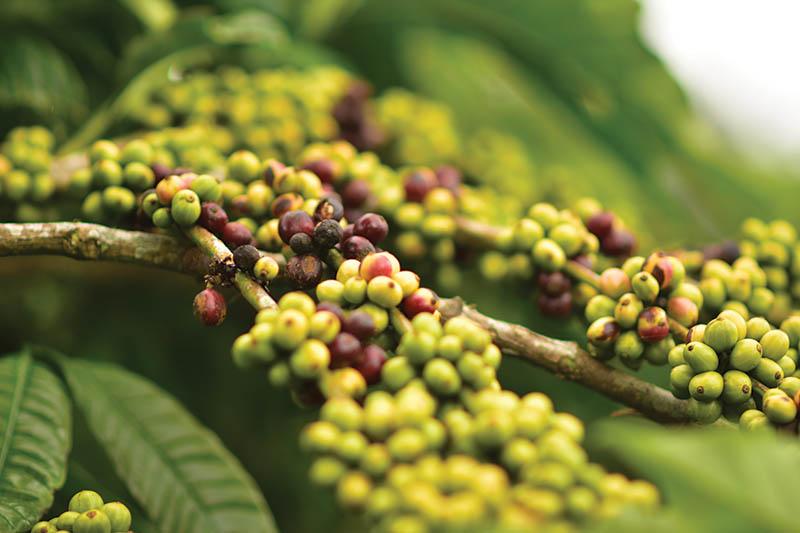 Giá cà phê nội địa giữ vững 96.000 đồng/kg, Robusta tuần qua vẫn cao hơn cuối tuần trước