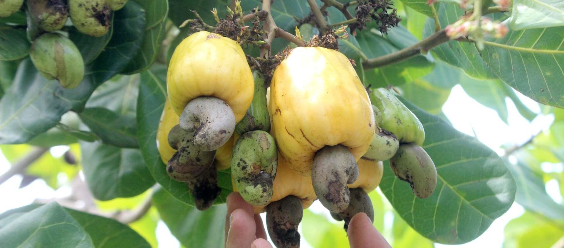 Giá điều tăng mạnh, nông dân Đồng Nai lo mất mùa