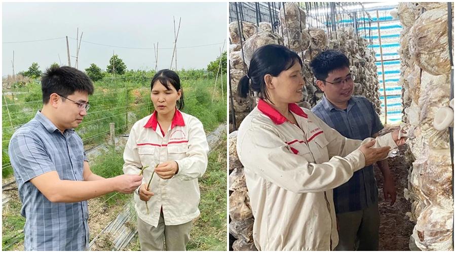 Trồng nấm rơm kết hợp măng tây: Mô hình sáng tạo mang thu nhập ổn định