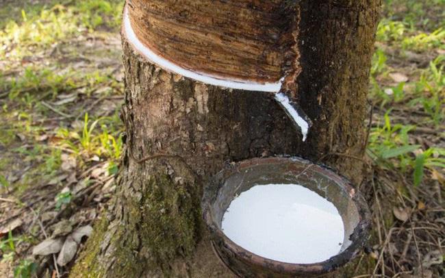 Giá cao su bật tăng khi nguồn cung co hẹp, lực cầu công nghiệp gia tăng