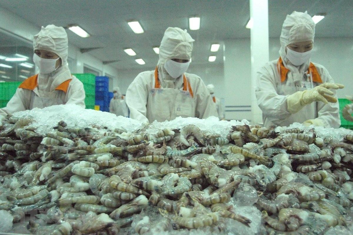 Khi cạnh tranh gia tăng, ngành tôm buộc bước vào “đường đua giá trị”
