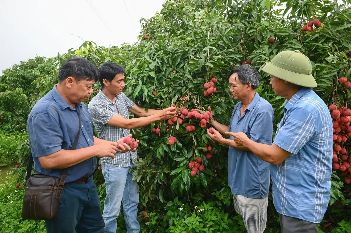 Vải trứng được mùa, giá bán chạm mốc 300.000 đồng/kg