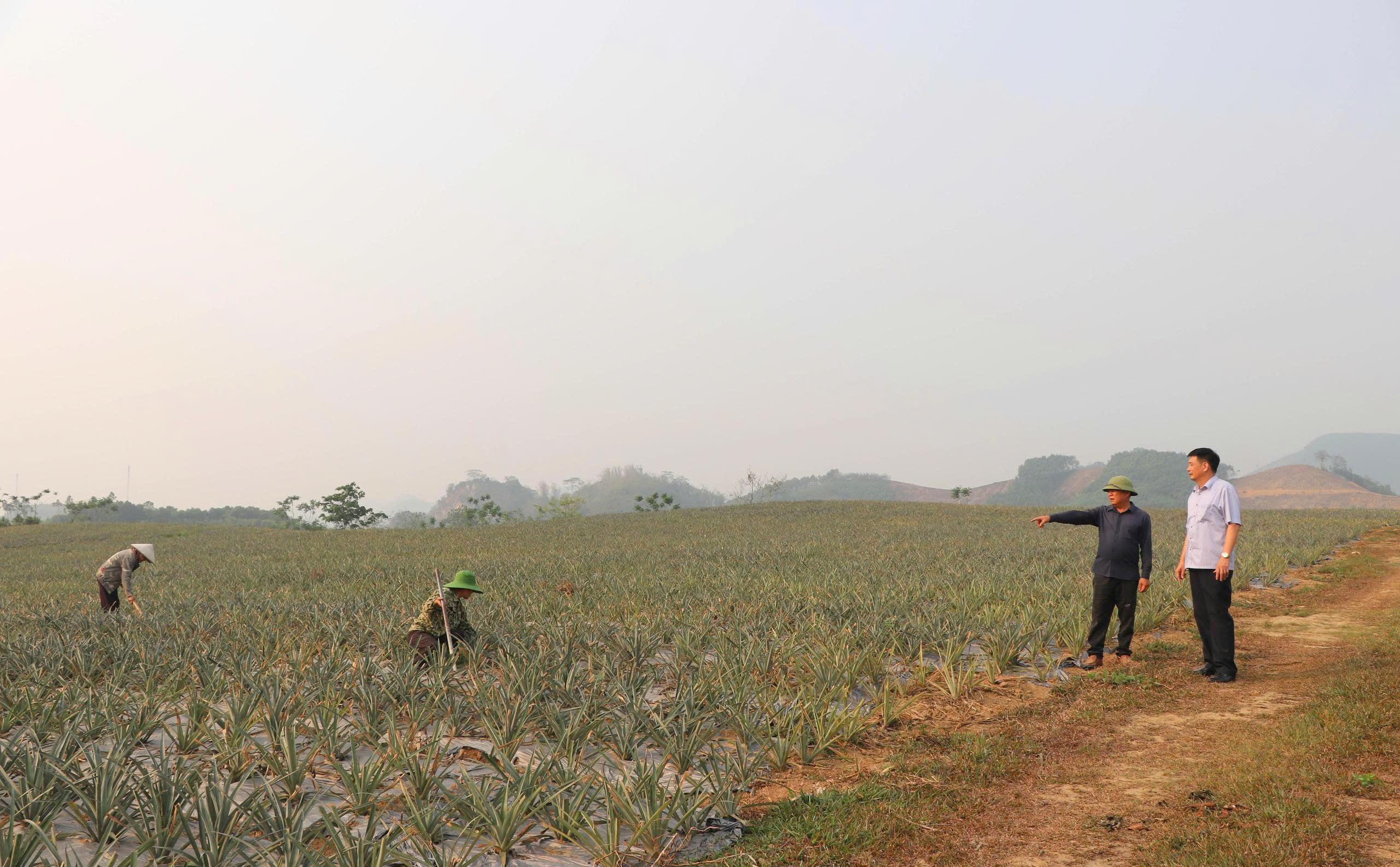Cây dứa làm nên mùa mới trên những triền đồi
