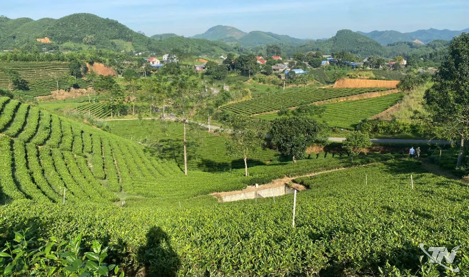 Khẳng định vị thế cây chè chủ lực ở vùng đất Phú Xuyên Khẳng định vị thế cây chè chủ lực ở vùng đất Phú Xuyên