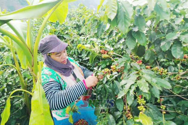 Phát triển bền vững vùng nguyên liệu cà phê tại Quỳnh Nhai
