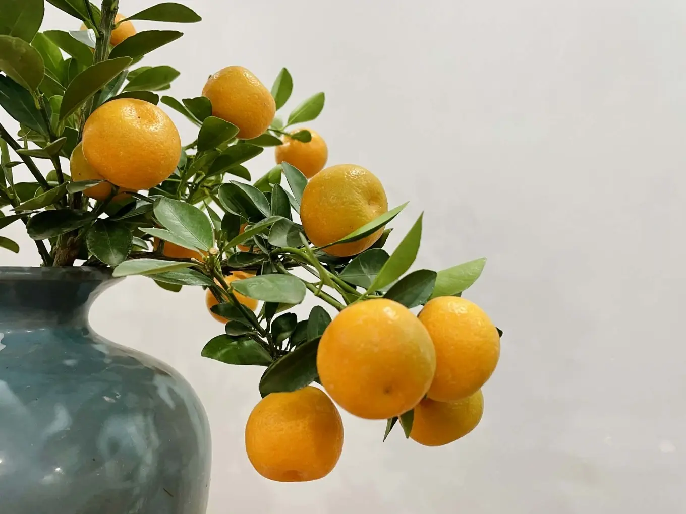 Hiểm họa từ việc dùng quất, bưởi cảnh làm thực phẩm sau tết Hiểm họa từ việc dùng quất, bưởi cảnh làm thực phẩm sau tết