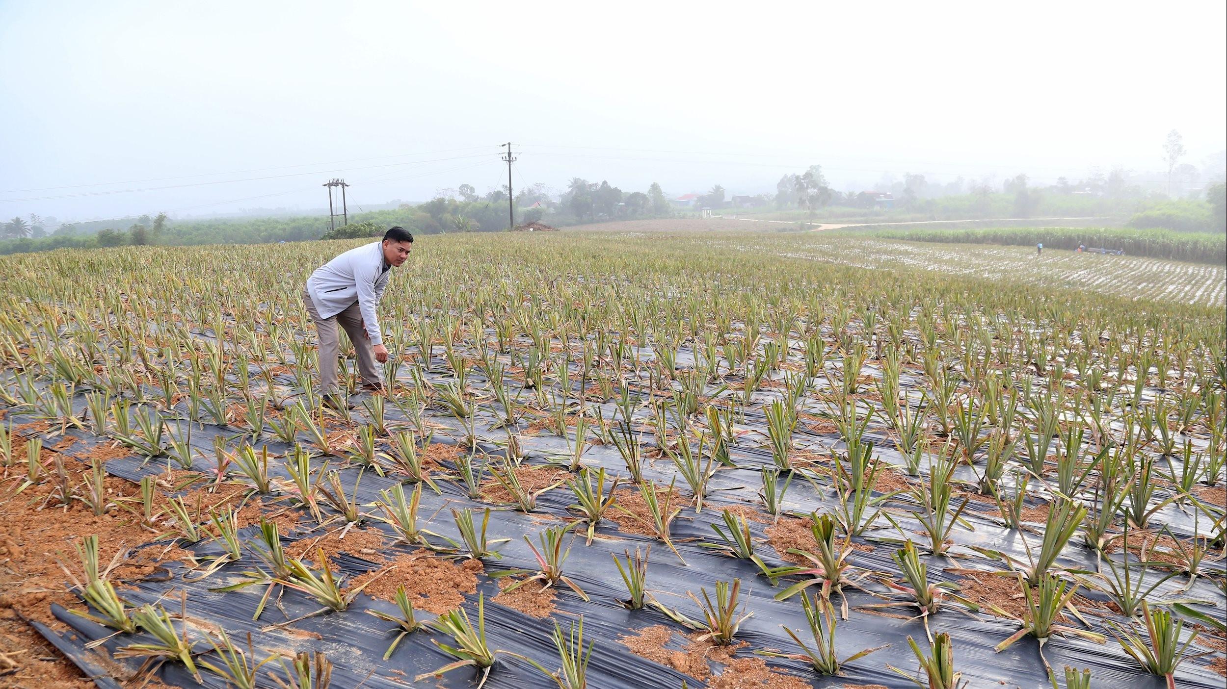 Liên kết doanh nghiệp trồng dứa Queen, mở hướng làm giàu bền vững trên đất đồi
