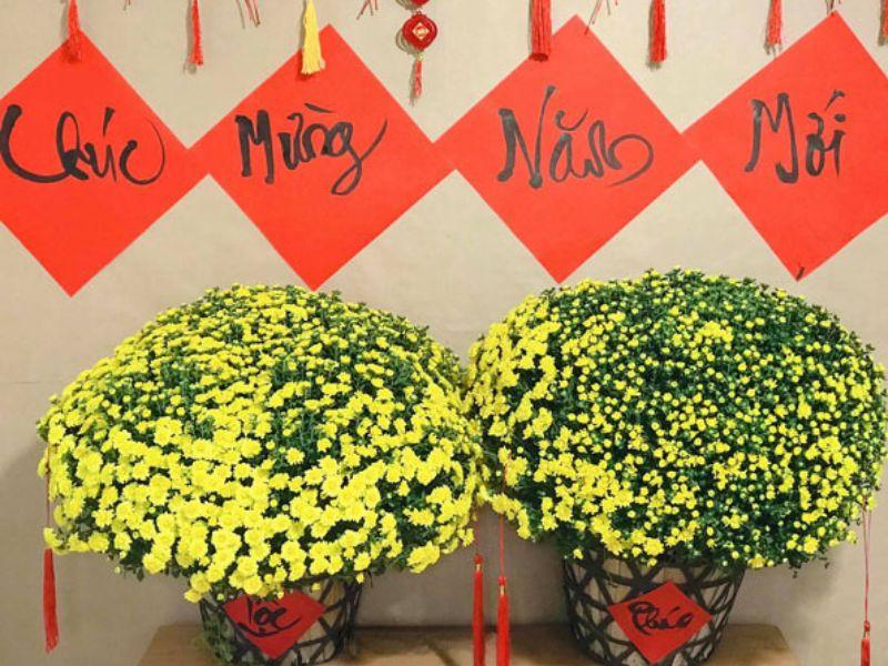 8 loại cây cảnh trưng Tết vừa hút tài lộc vừa là vị thuốc quý cho sức khỏe