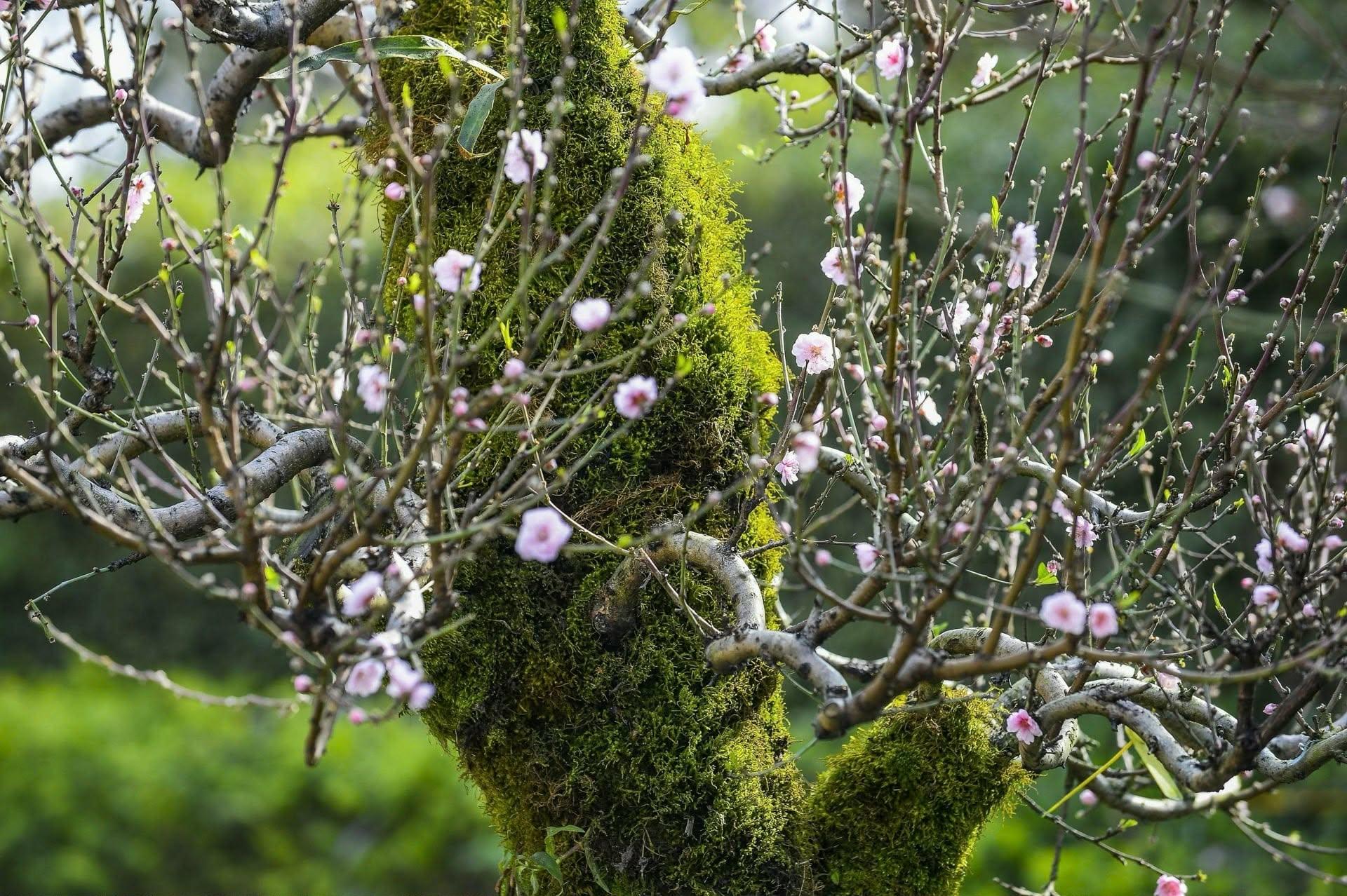Đào cổ thụ xuống phố, Lan hồ điệp “lên ngôi” thị trường hoa Tết xứ Thanh
