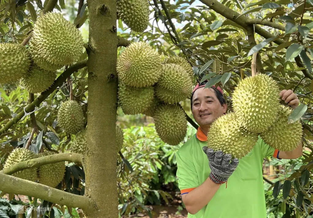 Sau cơn sốt giá giáp Tết, sầu riêng Việt Nam đứng trước ngã rẽ nào?
