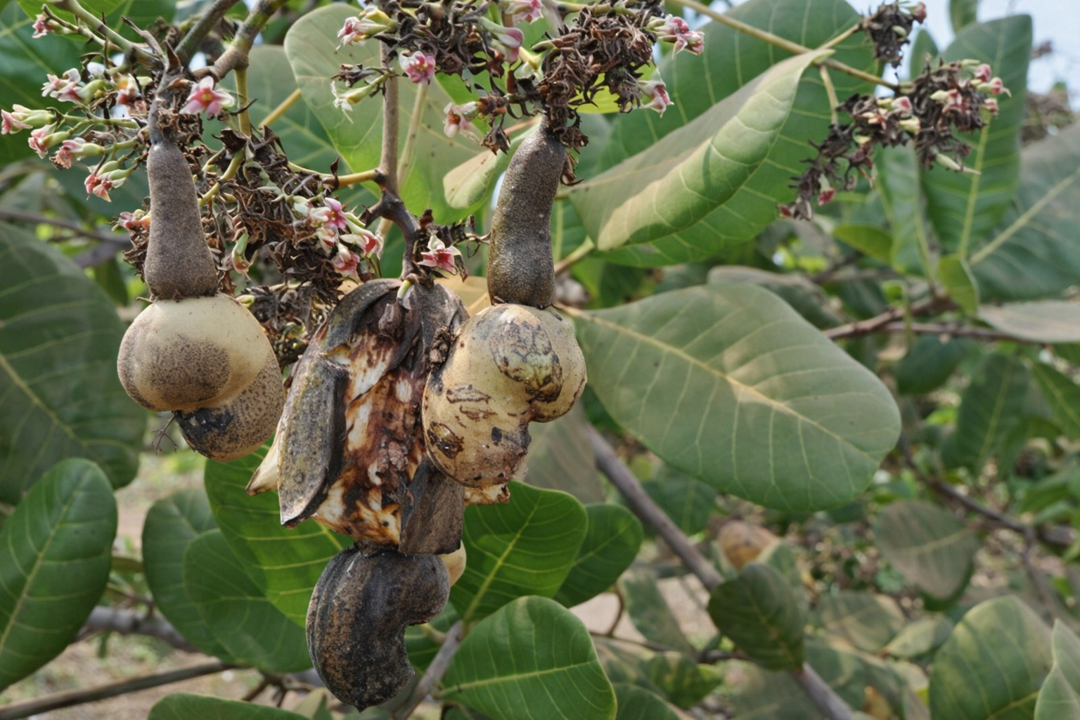 Thời tiết bất thường và dịch hại, sức ép kép cho hạt điều Đông Nai Thời tiết bất thường và dịch hại, sức ép kép cho hạt điều Đông Nai