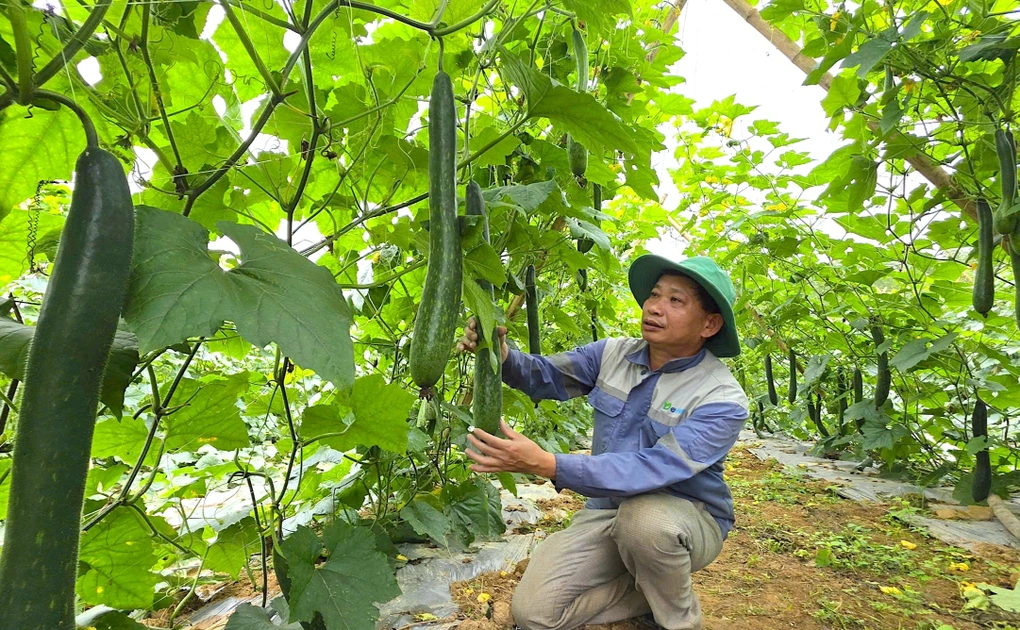 Trồng bí xanh trên đất thuê, nông dân kiếm hàng trăm triệu mỗi năm