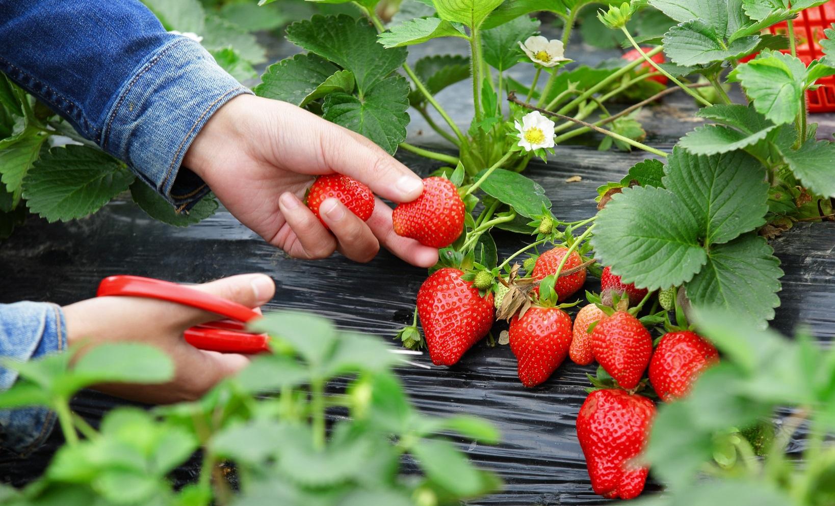 Xuất khẩu dâu tây tăng 2.000 lần, doanh nghiệp Việt đón cơ hội triệu đô