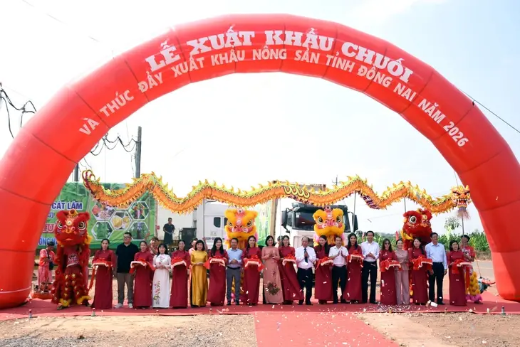 Hơn 220 tấn chuối tươi Đồng Nai đồng loạt lên đường xuất ngoại