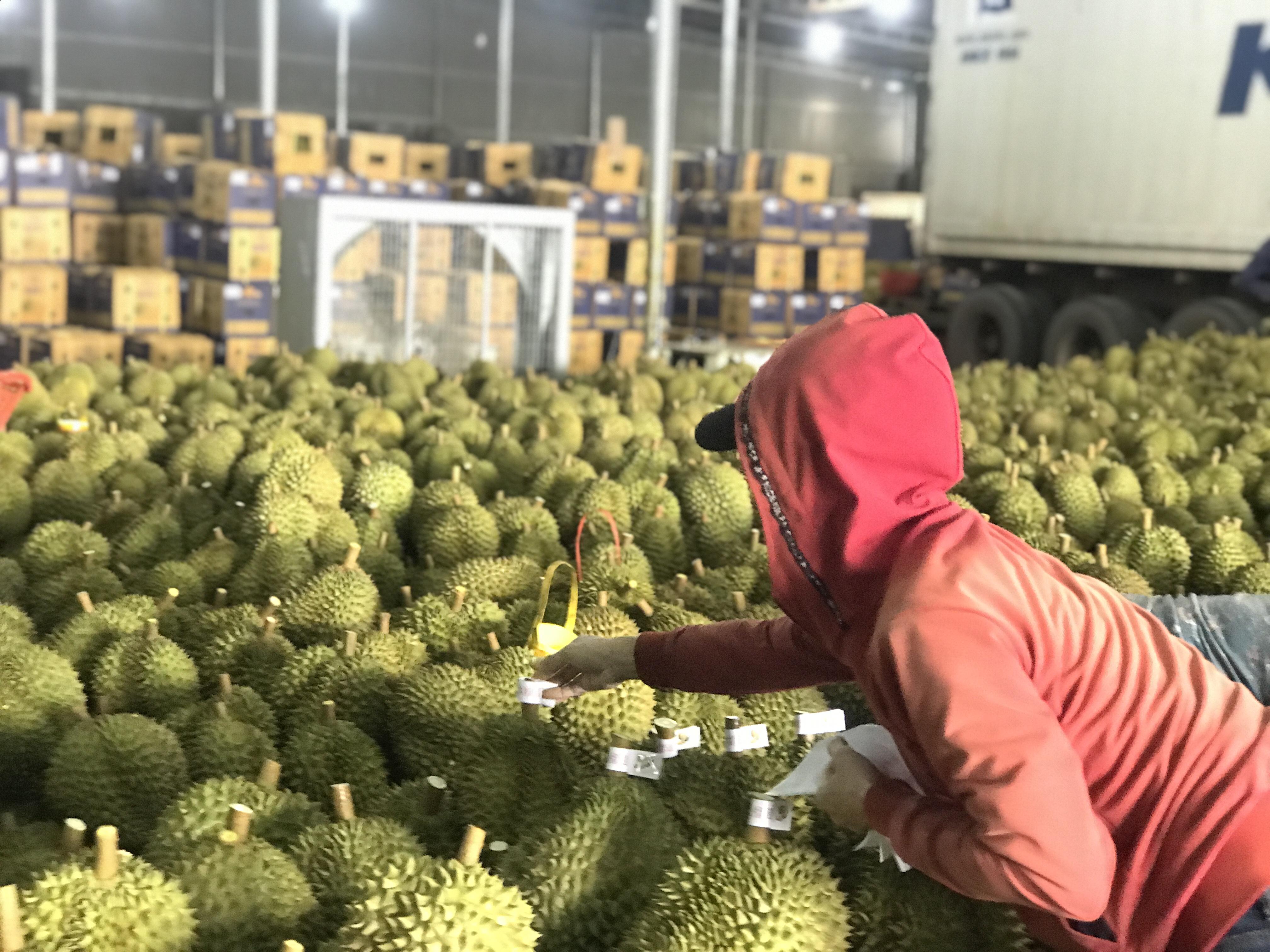 Đắk Lắk siết chặt quản lý chuỗi ngành hàng sầu riêng xuất khẩu Đắk Lắk siết chặt quản lý chuỗi ngành hàng sầu riêng xuất khẩu
