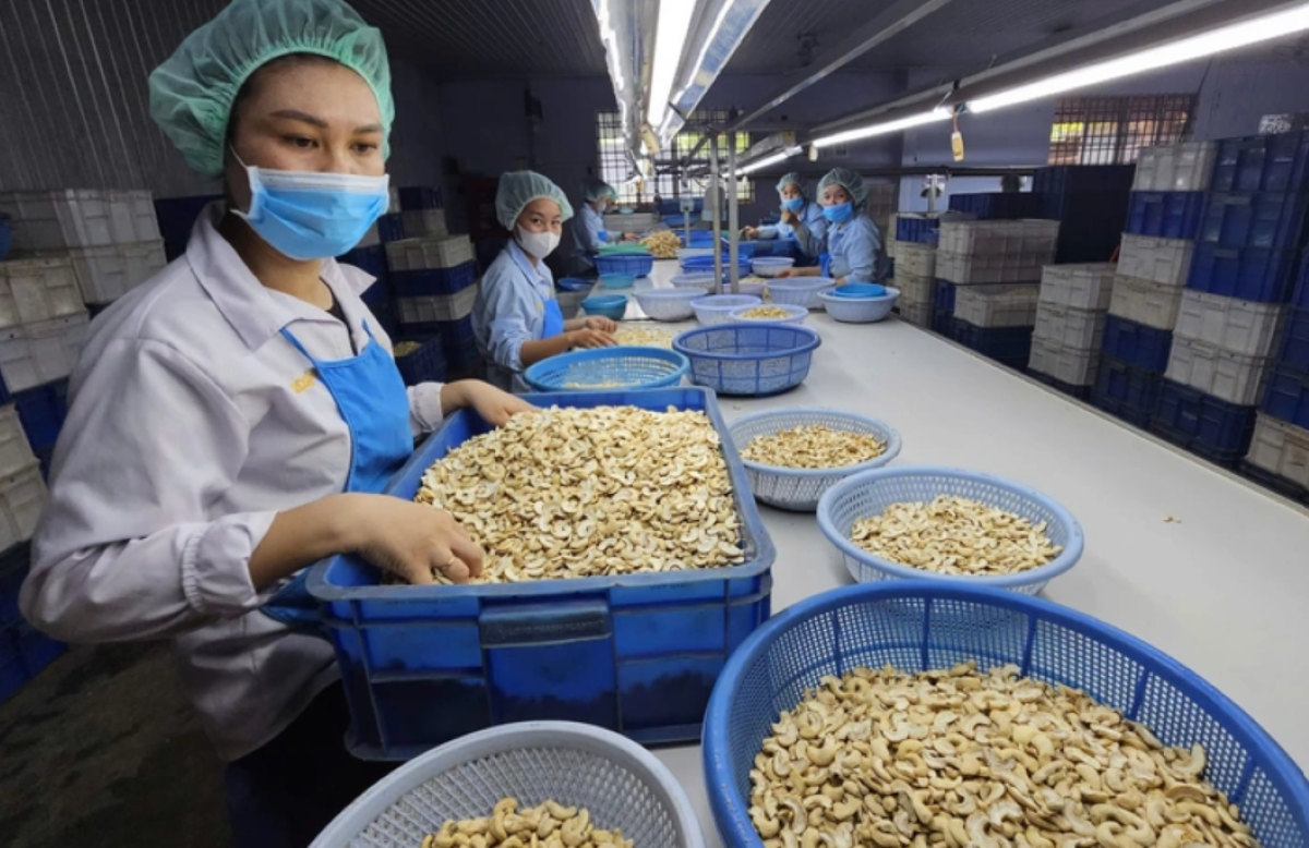 Ngành điều nhập siêu gần 400 triệu USD dù xuất khẩu đạt 2,63 tỷ USD