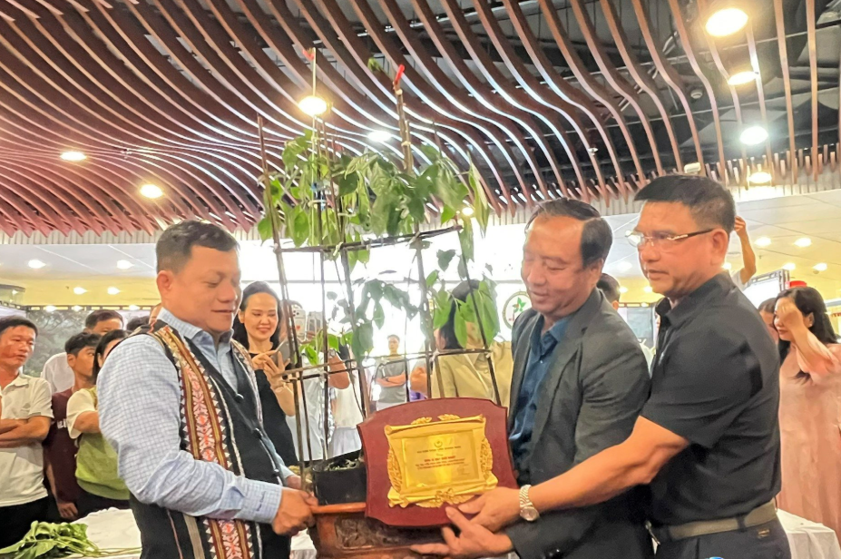 Củ sâm Ngọc Linh 35 năm tuổi được đấu giá 725 triệu đồng tại Đà Nẵng Củ sâm Ngọc Linh 35 năm tuổi được đấu giá 725 triệu đồng tại Đà Nẵng