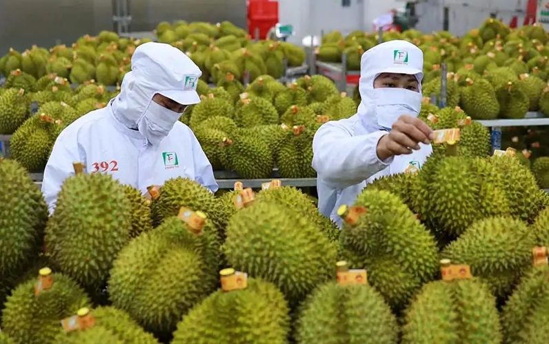 Chính phủ ban hành Nghị quyết đơn giản hóa thủ tục hành chính mã số vùng trồng, mã số cơ sở đóng gói Chính phủ ban hành Nghị quyết đơn giản hóa thủ tục hành chính mã số vùng trồng, mã số cơ sở đóng gói