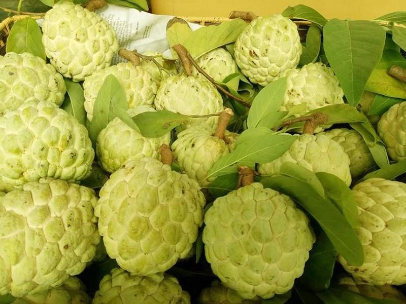 Na Chi Lăng chinh phục người tiêu dùng Thủ đô, bán hơn 1,2 tấn sau 3 ngày Na Chi Lăng chinh phục người tiêu dùng Thủ đô, bán hơn 1,2 tấn sau 3 ngày