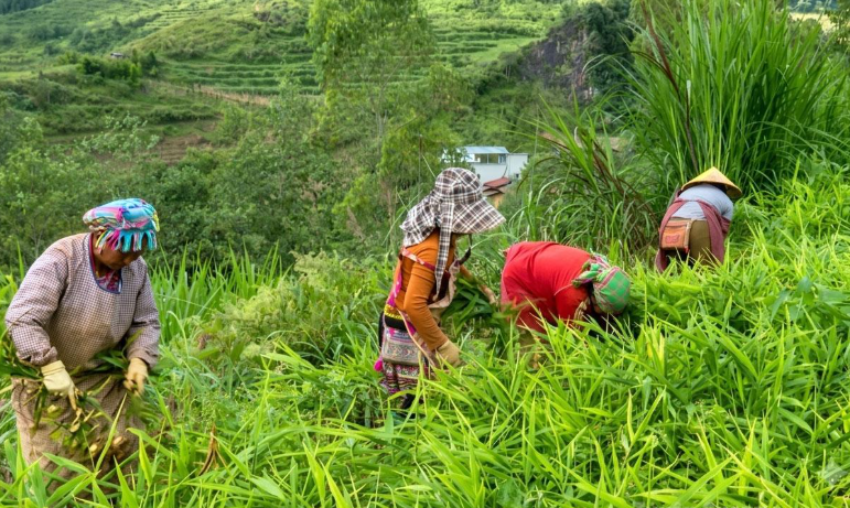 Gừng Đường Hồng và hành trình xuất khẩu sang Mỹ Gừng Đường Hồng và hành trình xuất khẩu sang Mỹ