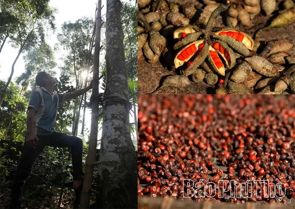 Hạt dổi Mường Be từ “hạt vàng” đến nỗi lo mất giá