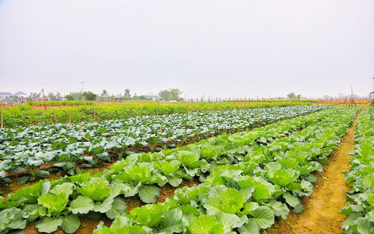 Nông dân thắng lớn vụ đông nhờ linh hoạt bám sát thị trường Nông dân thắng lớn vụ đông nhờ linh hoạt bám sát thị trường