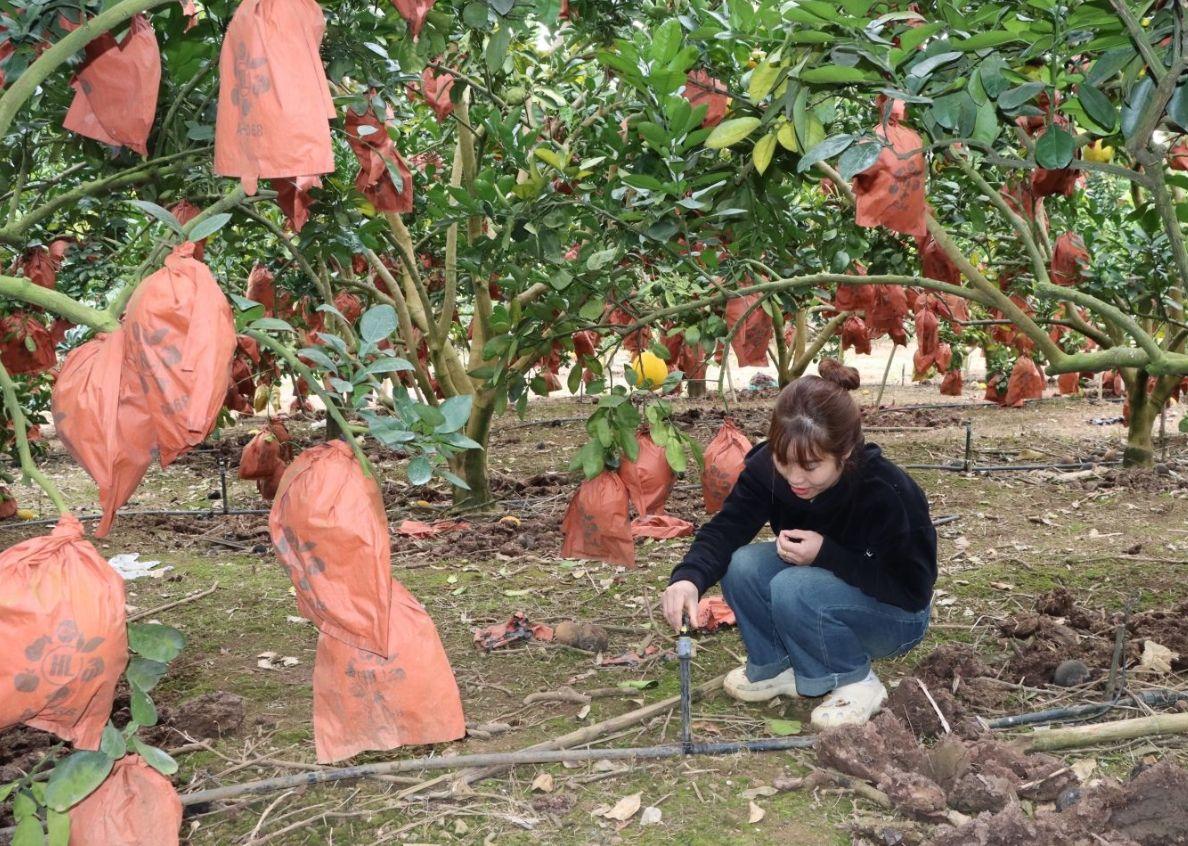 Nông sản Mai Sơn "chạy nước rút" vụ Tết: Chuẩn hóa quy trình, nâng tầm OCOP