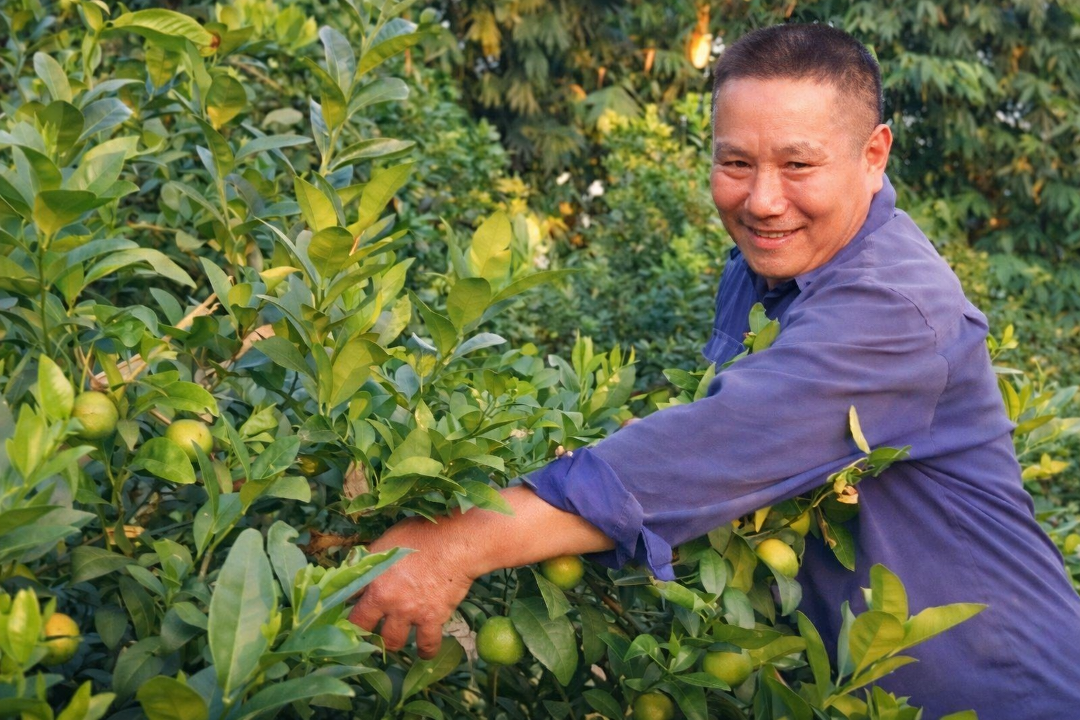 Khi chanh tứ quý trở thành lựa chọn kinh tế của nông dân