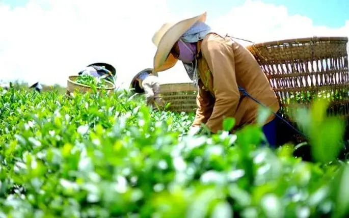 Xây dựng thương hiệu quốc gia cho chè Việt: Rời "vùng an toàn", xác lập vị thế mới
