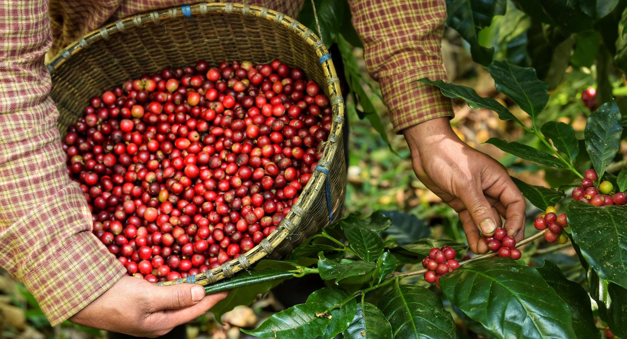 Xuất khẩu cà phê Việt tăng khối lượng, giá trị vẫn chịu áp lực giảm