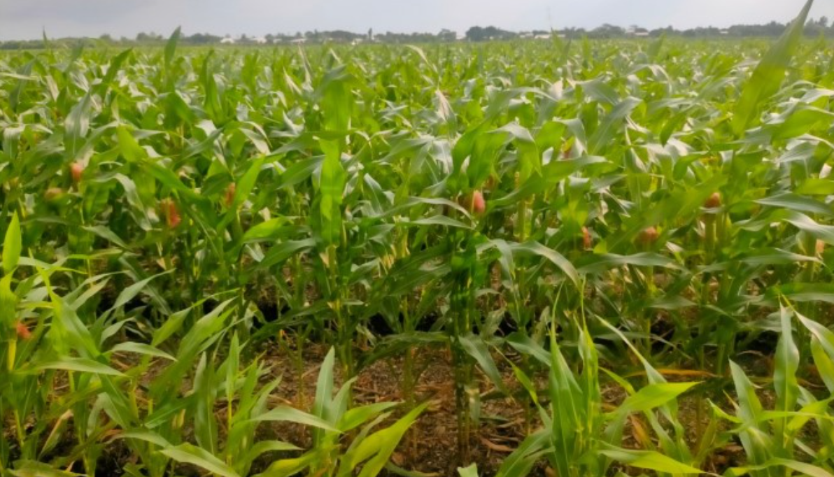 Mô hình 2B tạo lợi nhuận kép, mở lối cho nông nghiệp tuần hoàn