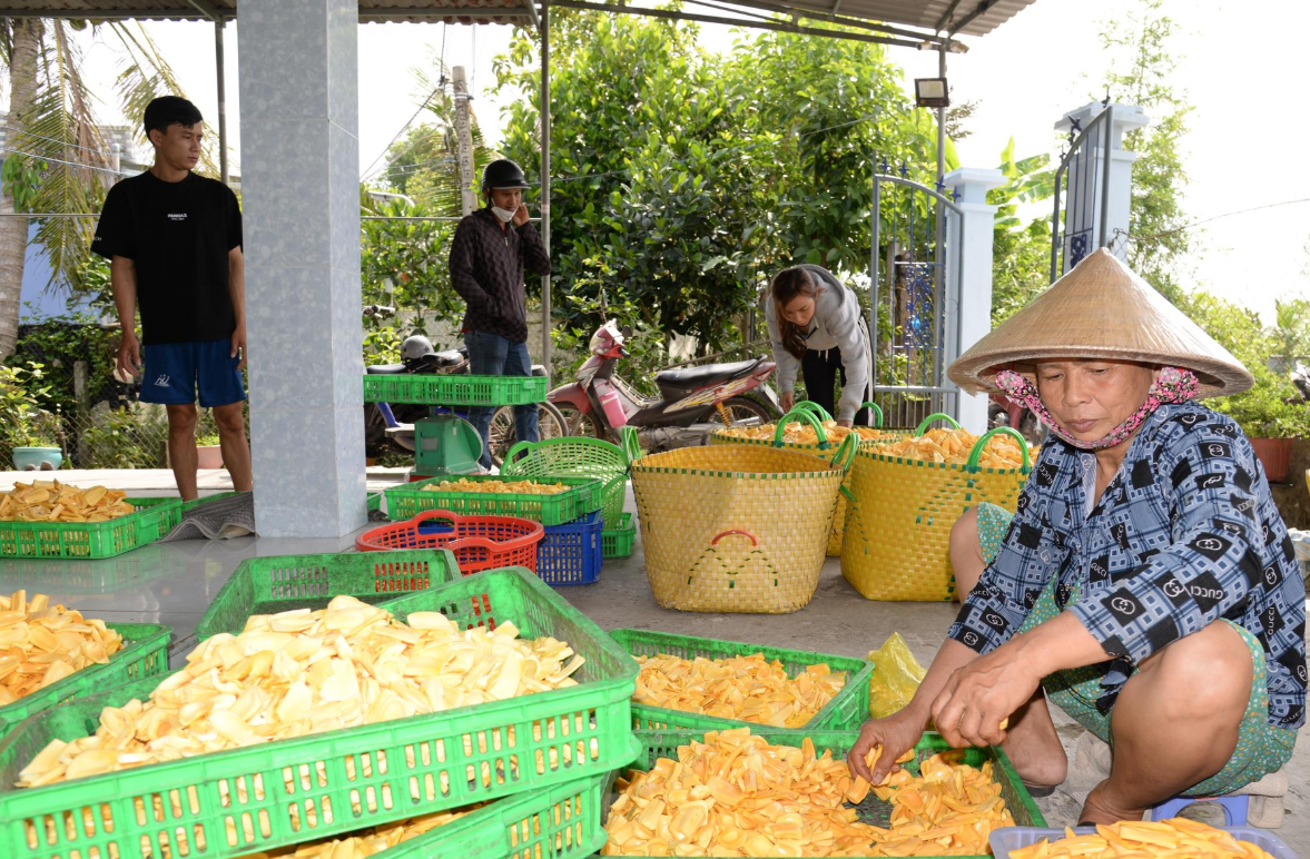 Giá mít Thái chạm đáy, nông dân miền Tây linh hoạt vượt khó