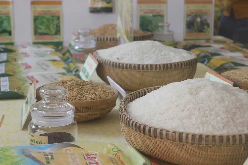 Hạt gạo Việt tạo lợi thế mới từ chất lượng và phát thải thấp