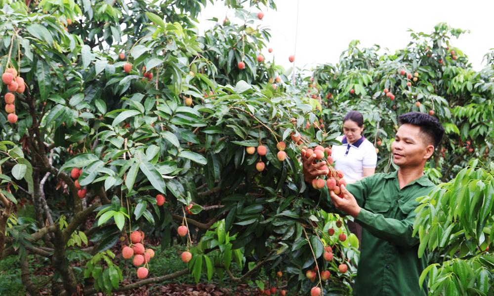Bắc Ninh: Doanh thu từ vải thiều tăng hơn 91% dù mất mùa