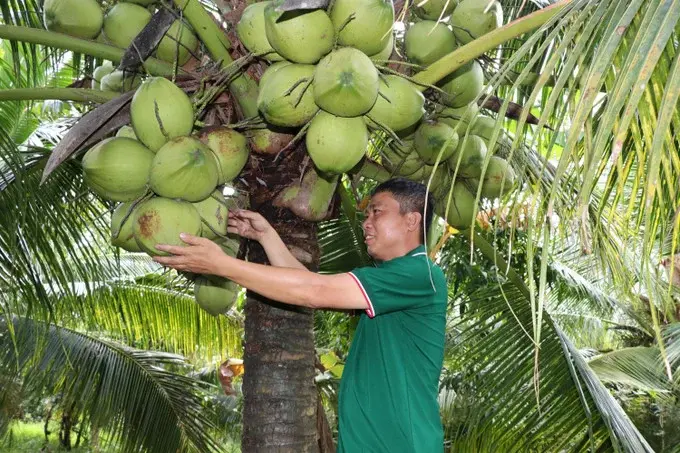 Ngành dừa chuyển đổi trước yêu cầu ngày càng cao của thị trường Ngành dừa chuyển đổi trước yêu cầu ngày càng cao của thị trường