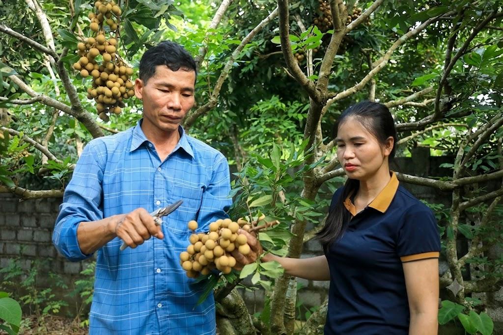 Đưa nhãn Sơn Thủy chinh phục thị trường chất lượng cao
