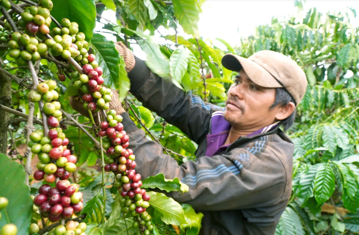 Cà phê giữ vững vị thế xuất khẩu chủ lực của Gia Lai