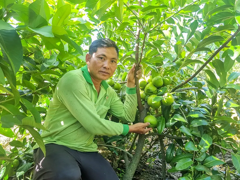Trồng thành công giống hồng socola độc lạ, nông dân Cần Thơ thu nhập hàng trăm triệu đồng