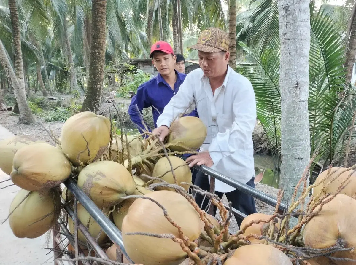 Đưa ngành dừa Vĩnh Long vươn tầm quốc tế theo hướng tuần hoàn và bền vững