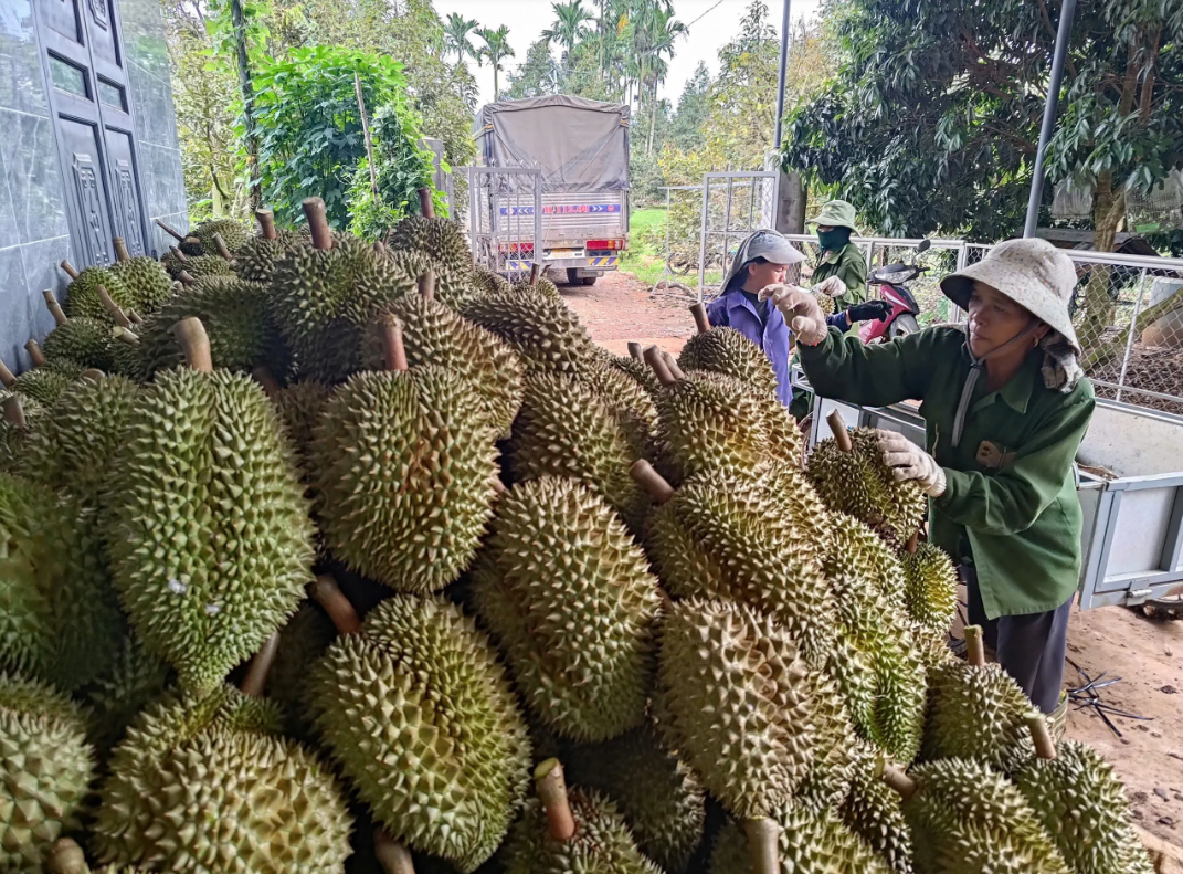 Thị trường Hàn Quốc mở thêm dư địa cho sầu riêng Việt