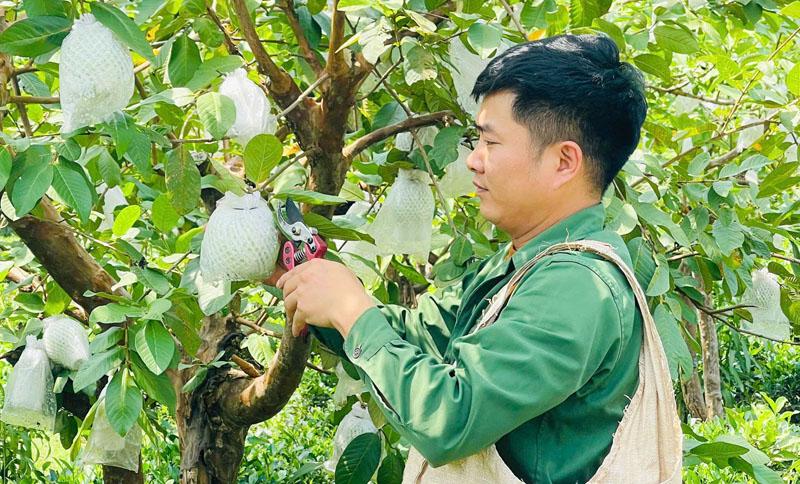 Giống ổi lê Đài Loan mang lại thu nhập khá cho người dân xã Bạch Thông