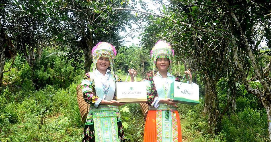 Kỳ 3: Nâng tầm thương hiệu chè Shan tuyết Xứ Tuyên Kỳ 3: Nâng tầm thương hiệu chè Shan tuyết Xứ Tuyên