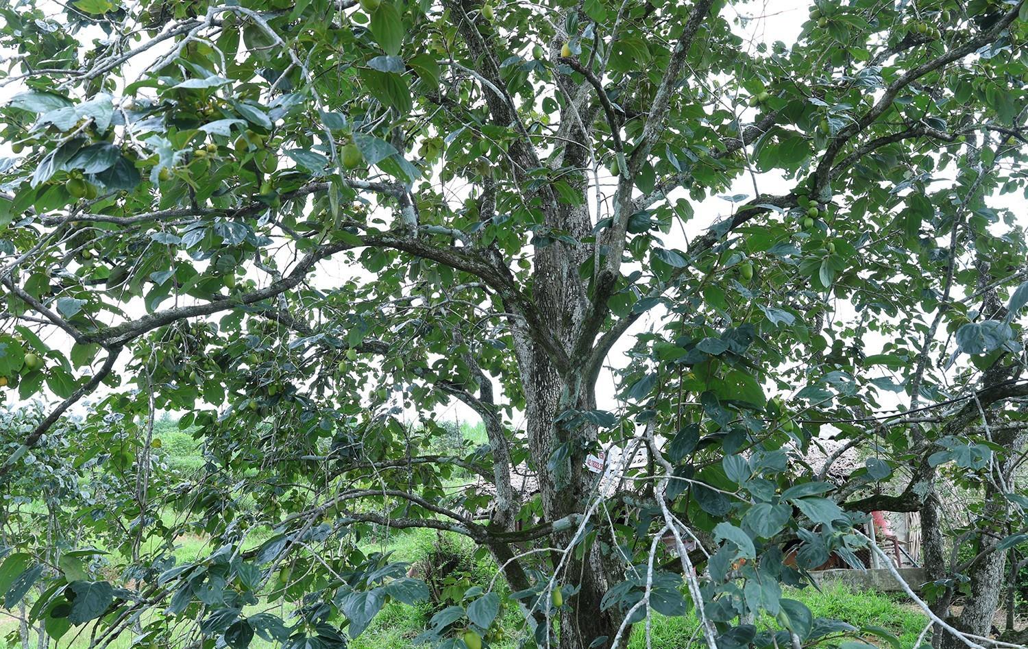 Vẻ đẹp và giá trị kinh tế của những gốc hồng Yên Du trăm tuổi mùa thu hoạch