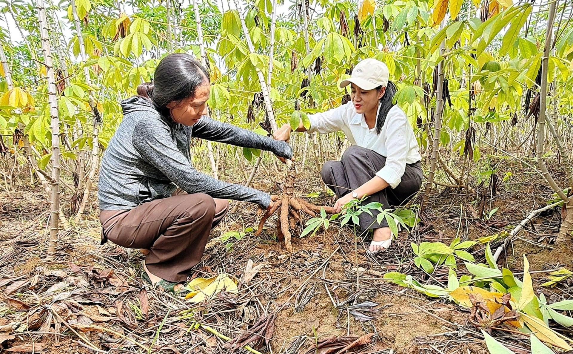 Giống sắn HN1 'đánh bại' bệnh khảm lá, cho năng suất vượt trội tại Quảng Trị Giống sắn HN1 'đánh bại' bệnh khảm lá, cho năng suất vượt trội tại Quảng Trị