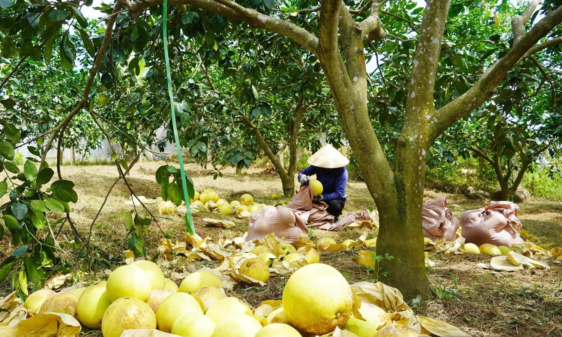 Hành trình định vị bản sắc thương hiệu bưởi Đồng Lê trên thị trường nông sản Hành trình định vị bản sắc thương hiệu bưởi Đồng Lê trên thị trường nông sản