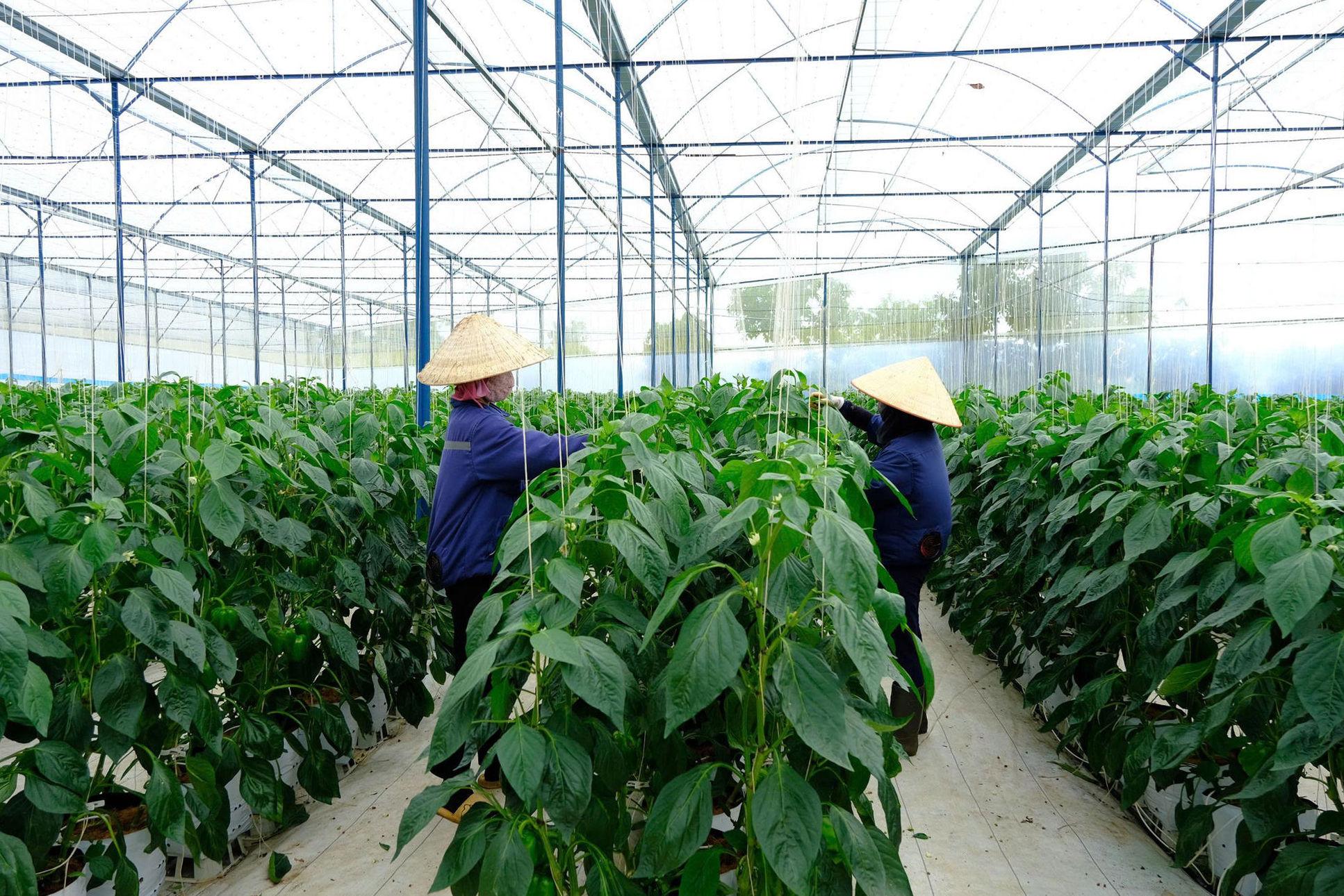 Mở rộng vùng rau, hoa công nghệ cao tại Lâm Đồng: hướng đi nâng tầm thương hiệu nông sản