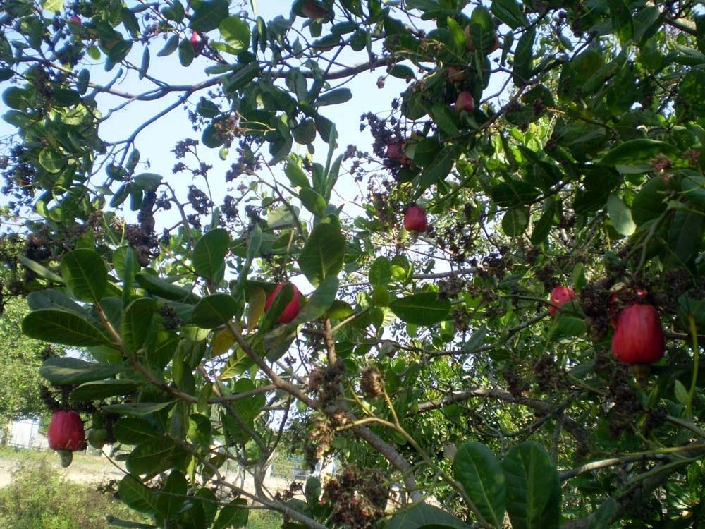 Hành trình đưa hạt điều vùng xa Lâm Đồng đạt chuẩn OCOP 4 sao
