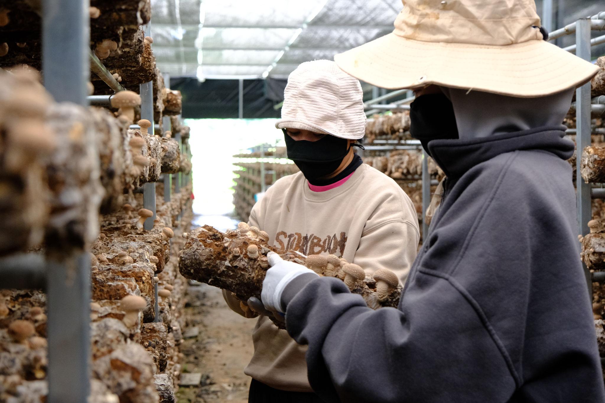 Hướng đi mới trong nông nghiệp từ những trang trại nấm đông cô ở Lâm Đồng