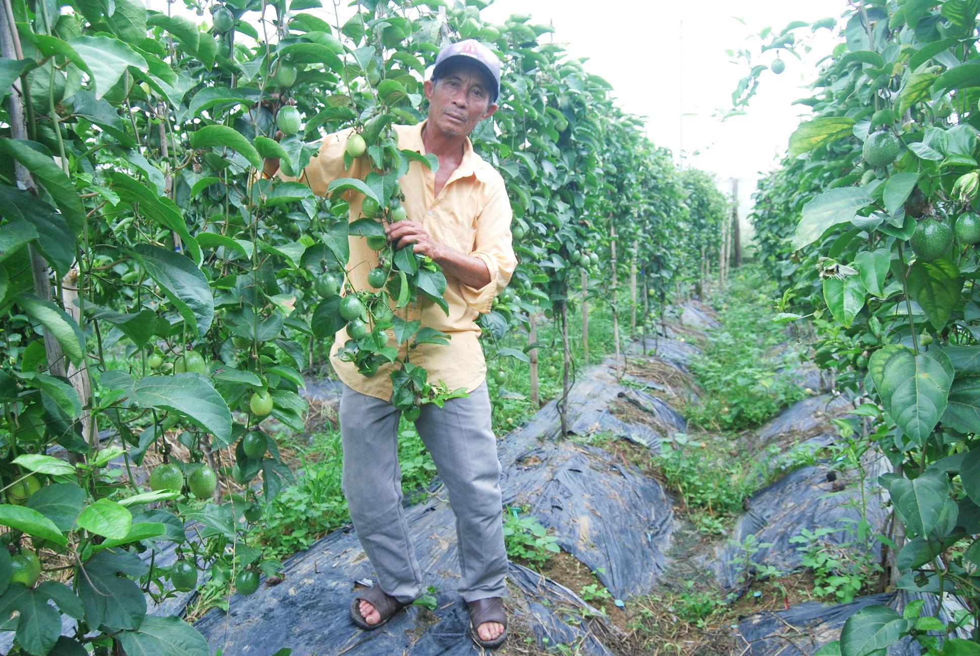 Mô hình trồng chanh vàng ngọt mang lại thu nhập tiền tỷ tại Lâm Đồng Mô hình trồng chanh vàng ngọt mang lại thu nhập tiền tỷ tại Lâm Đồng