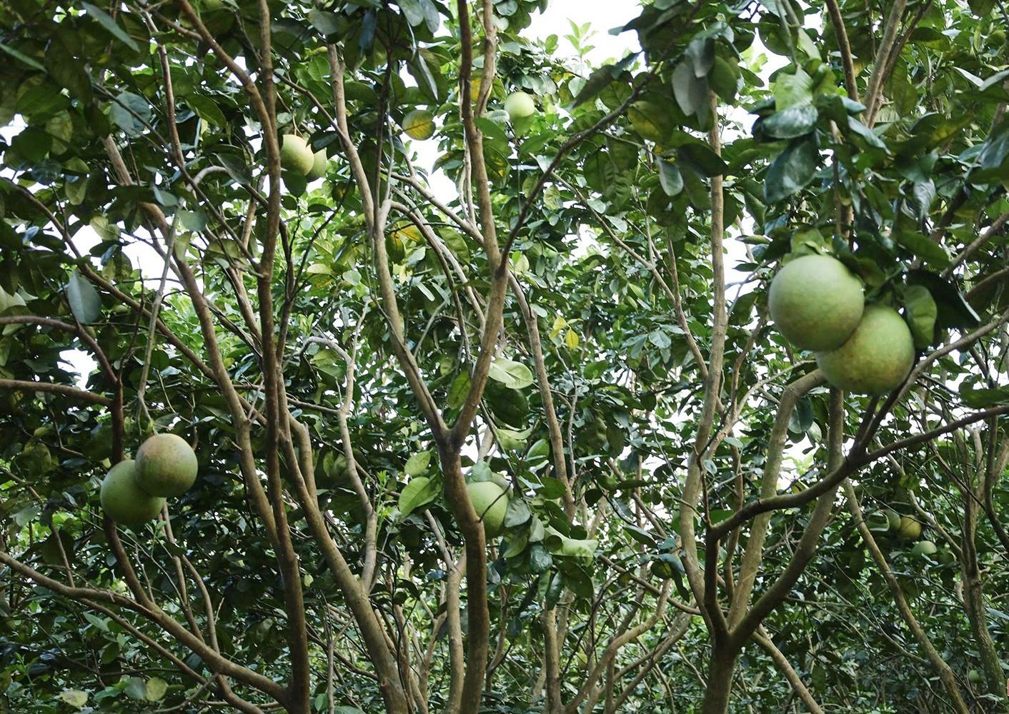 Bưởi da xanh cho quả ngọt trên đất đồi Sơn Tây